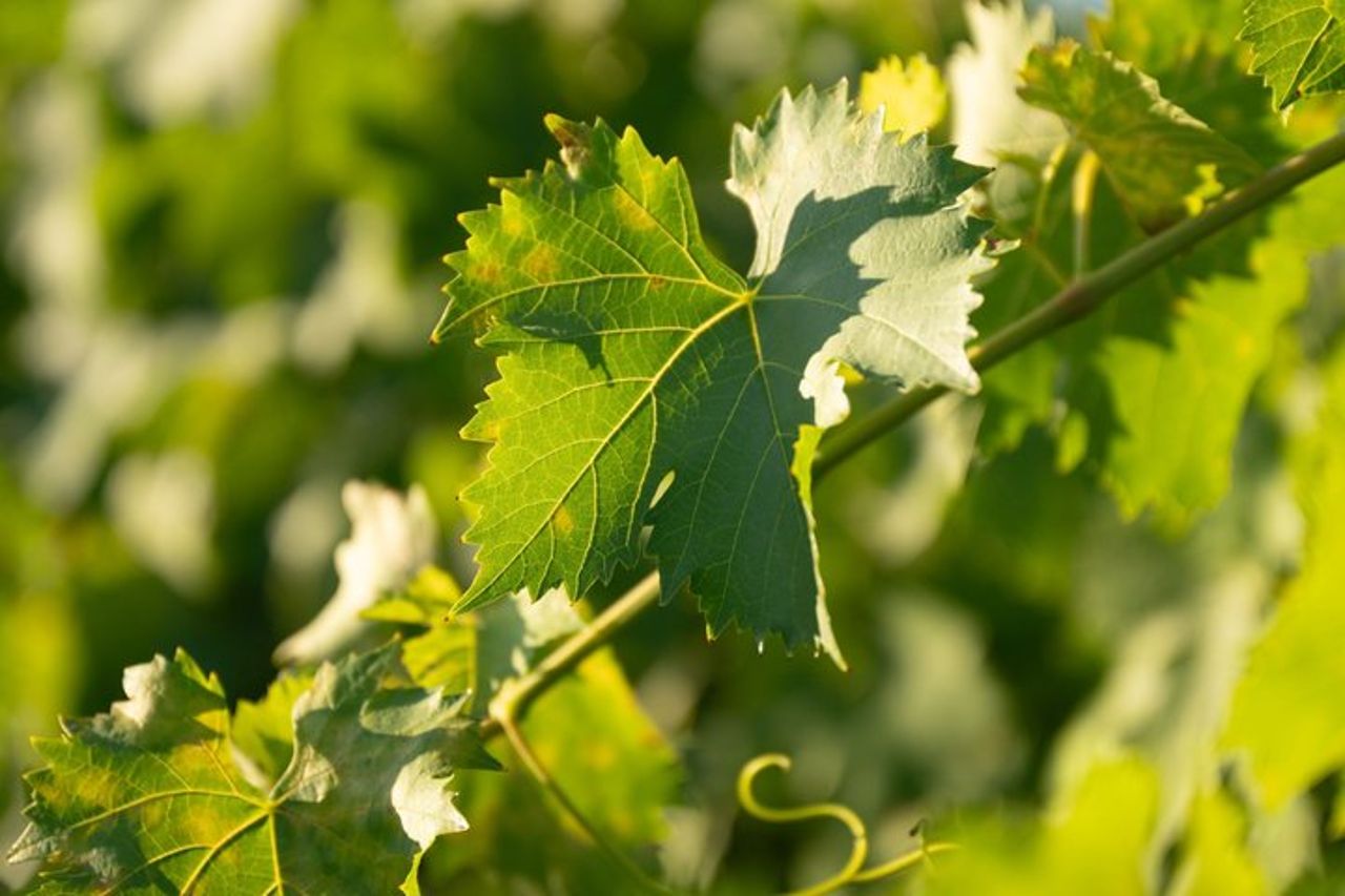 La Cantina Nobile Degustazione vini a San Gimignano — 3