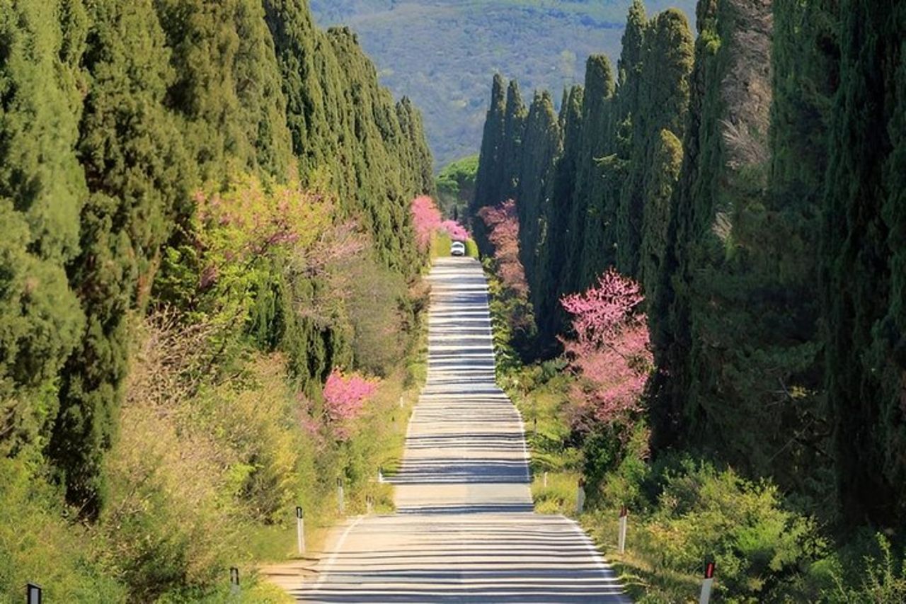 Firenze Private Day Trip Bolgheri Wine Experience e Volterra — 3