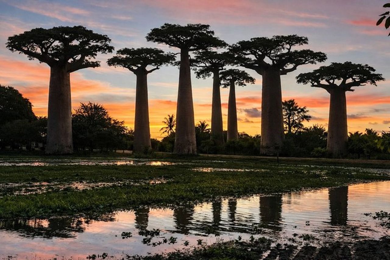 6 giorni Madagascar Alla scoperta della foresta pluviale a Lemuri e Baobab