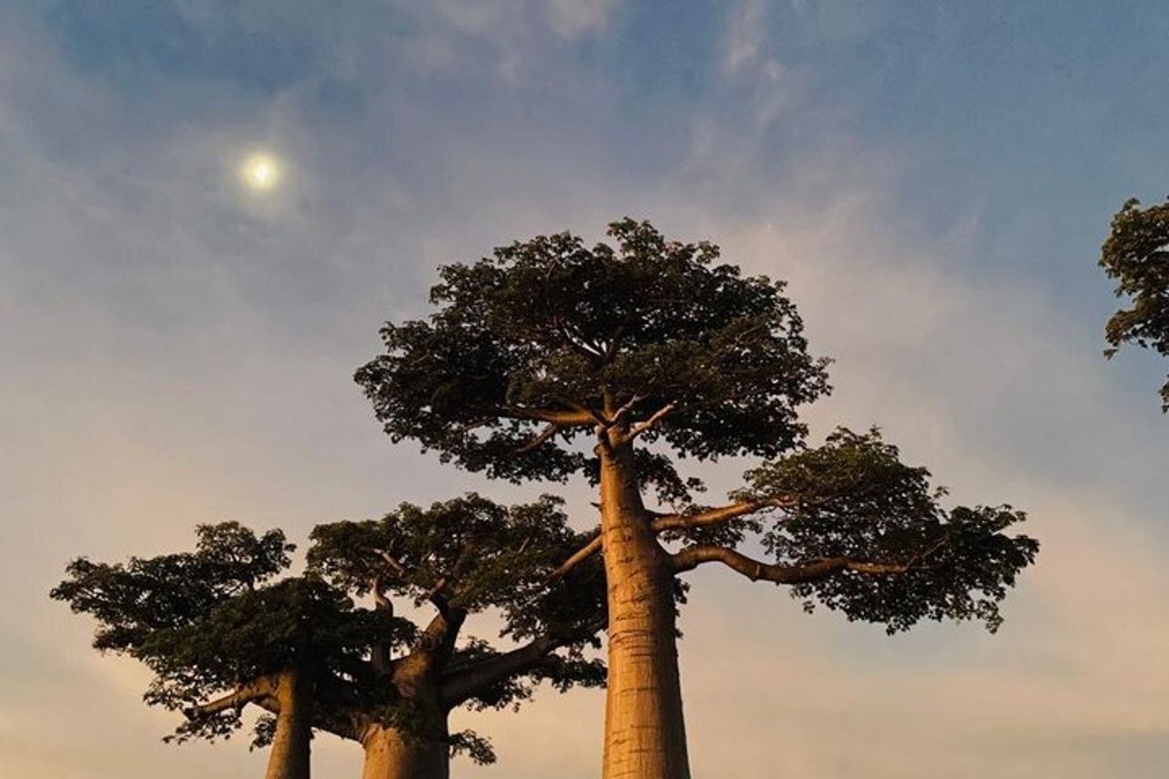 6 giorni Madagascar Alla scoperta della foresta pluviale a Lemuri e Baobab — 6