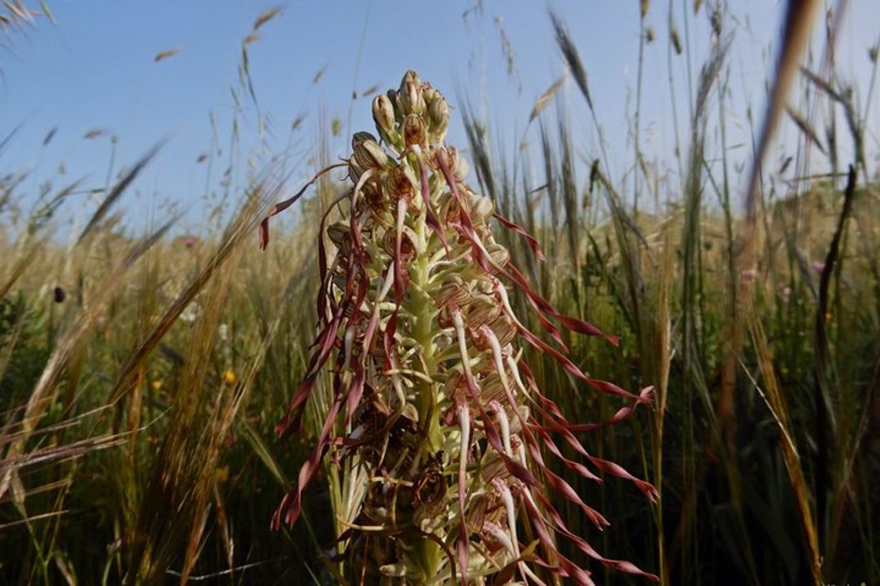 Riconoscimento orchidee spontanee nel Parco Nazionale Alta Murgia — 2