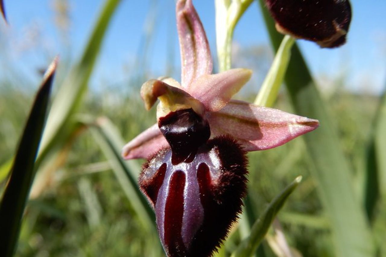 Riconoscimento orchidee spontanee nel Parco Nazionale Alta Murgia — 4