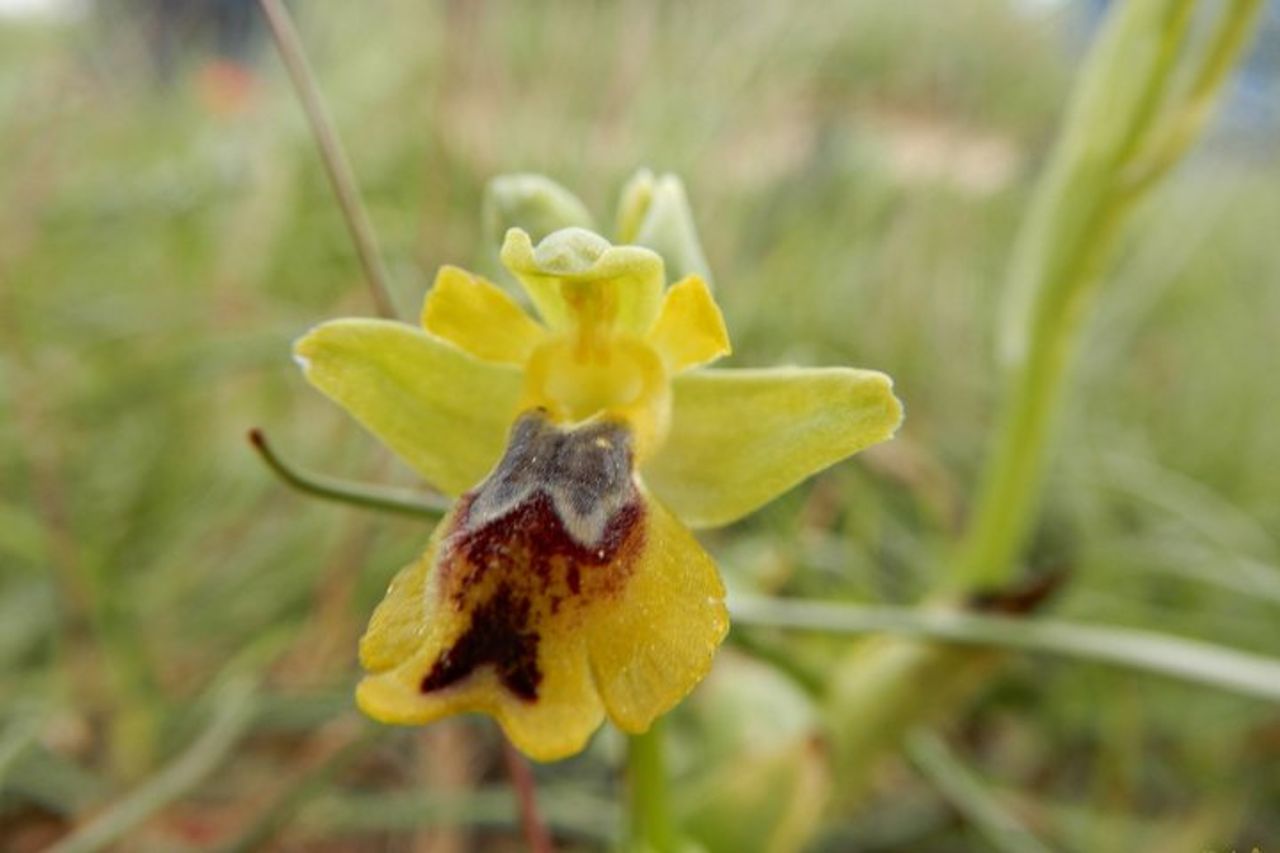 Riconoscimento orchidee spontanee nel Parco Nazionale Alta Murgia — 5