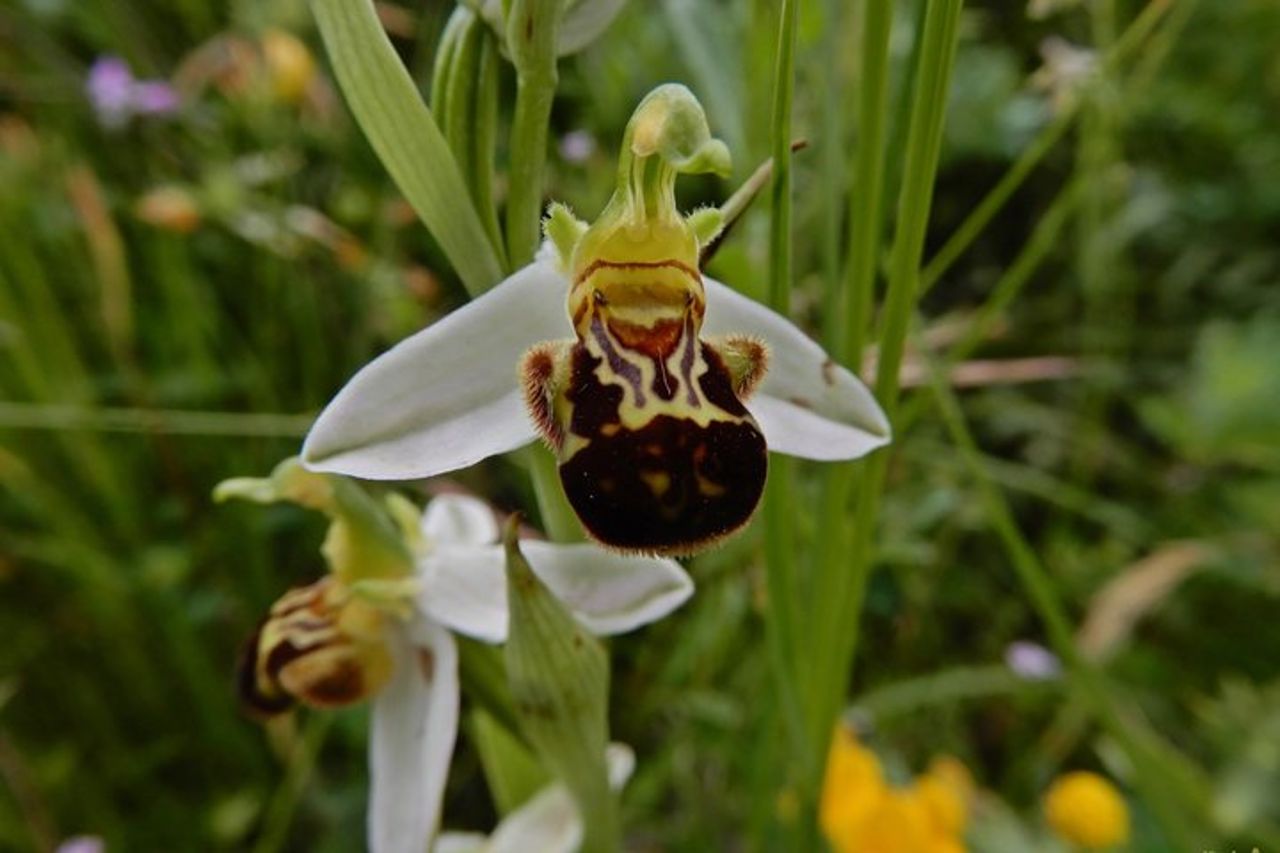 Riconoscimento orchidee spontanee nel Parco Nazionale Alta Murgia — 3