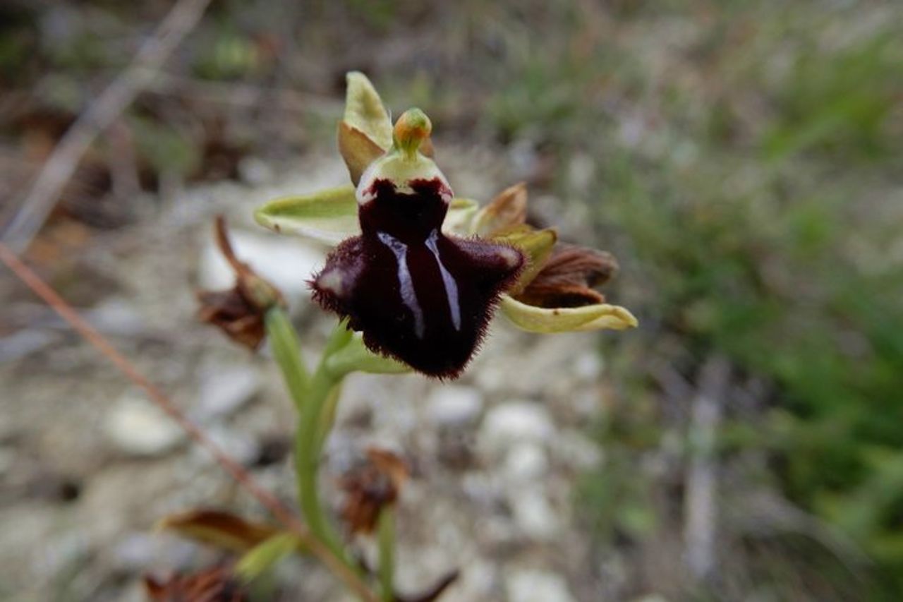 Riconoscimento orchidee spontanee nel Parco Nazionale Alta Murgia — 8