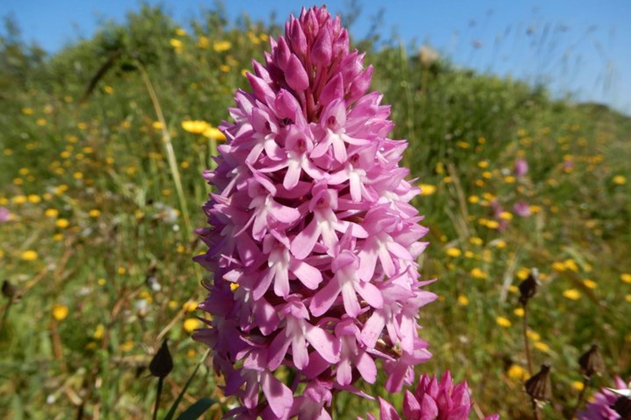 Riconoscimento orchidee spontanee nel Parco Nazionale Alta Murgia — 7