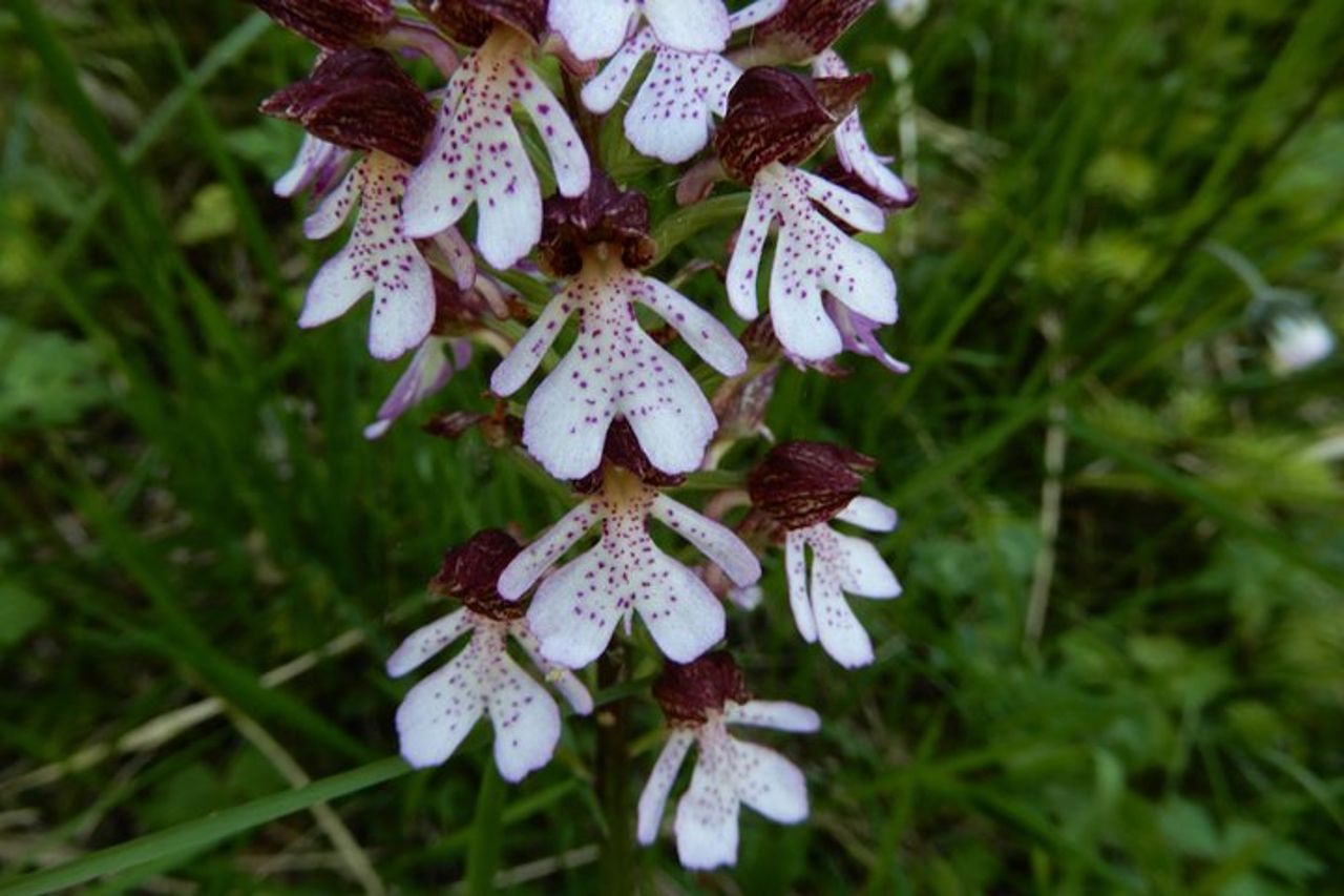 Riconoscimento orchidee spontanee nel Parco Nazionale Alta Murgia — 9