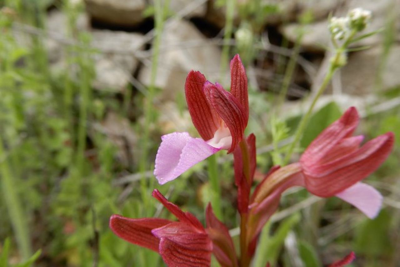 Riconoscimento orchidee spontanee nel Parco Nazionale Alta Murgia — 6