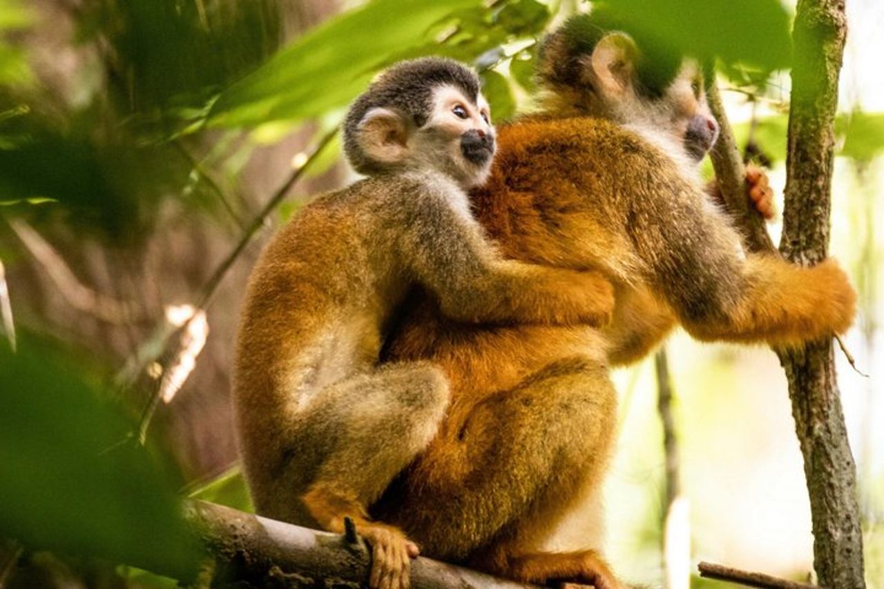 Tour guidato della giungla all-inclusive di 3 giorni da Iquitos — 2