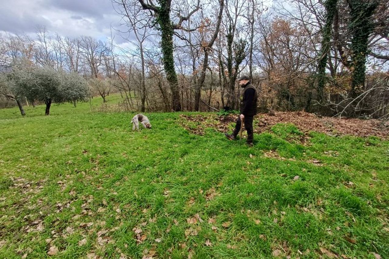 Tour privato della caccia al tartufo Pranzo degustazione 8 vini sommelier — 2
