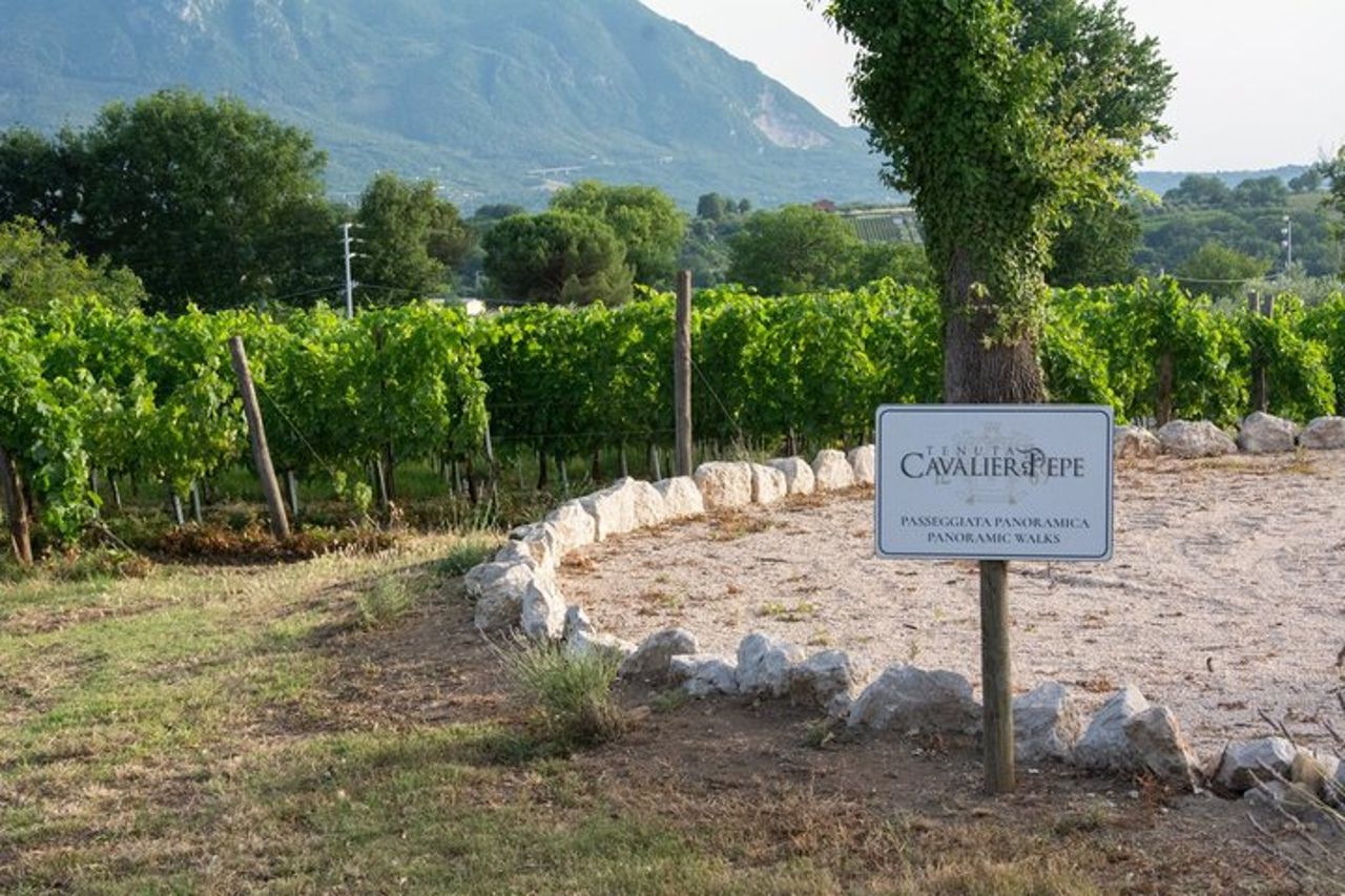 Tour privato della caccia al tartufo Pranzo degustazione 8 vini sommelier — 6