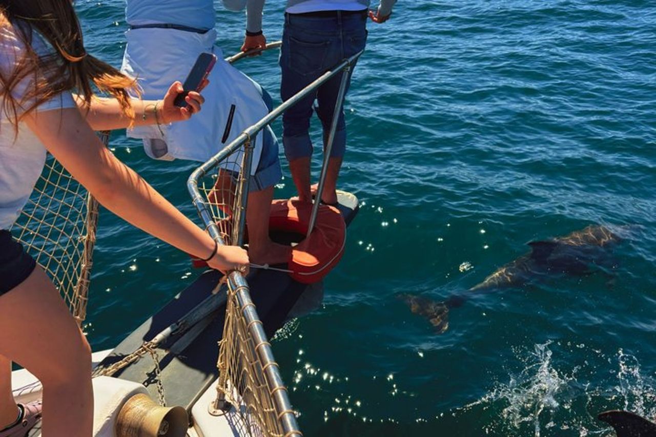 Escursione di 2 ore alla ricerca dei delfini/bevande e snack — 3