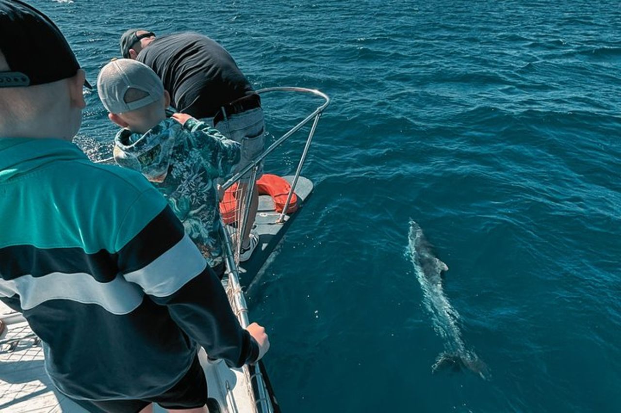 Escursione di 2 ore alla ricerca dei delfini/bevande e snack — 2