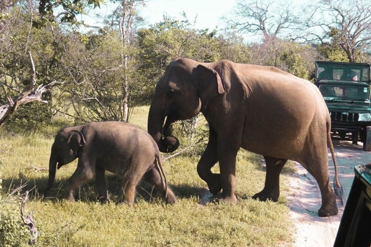 Safari privato al Parco nazionale di Yala — 4