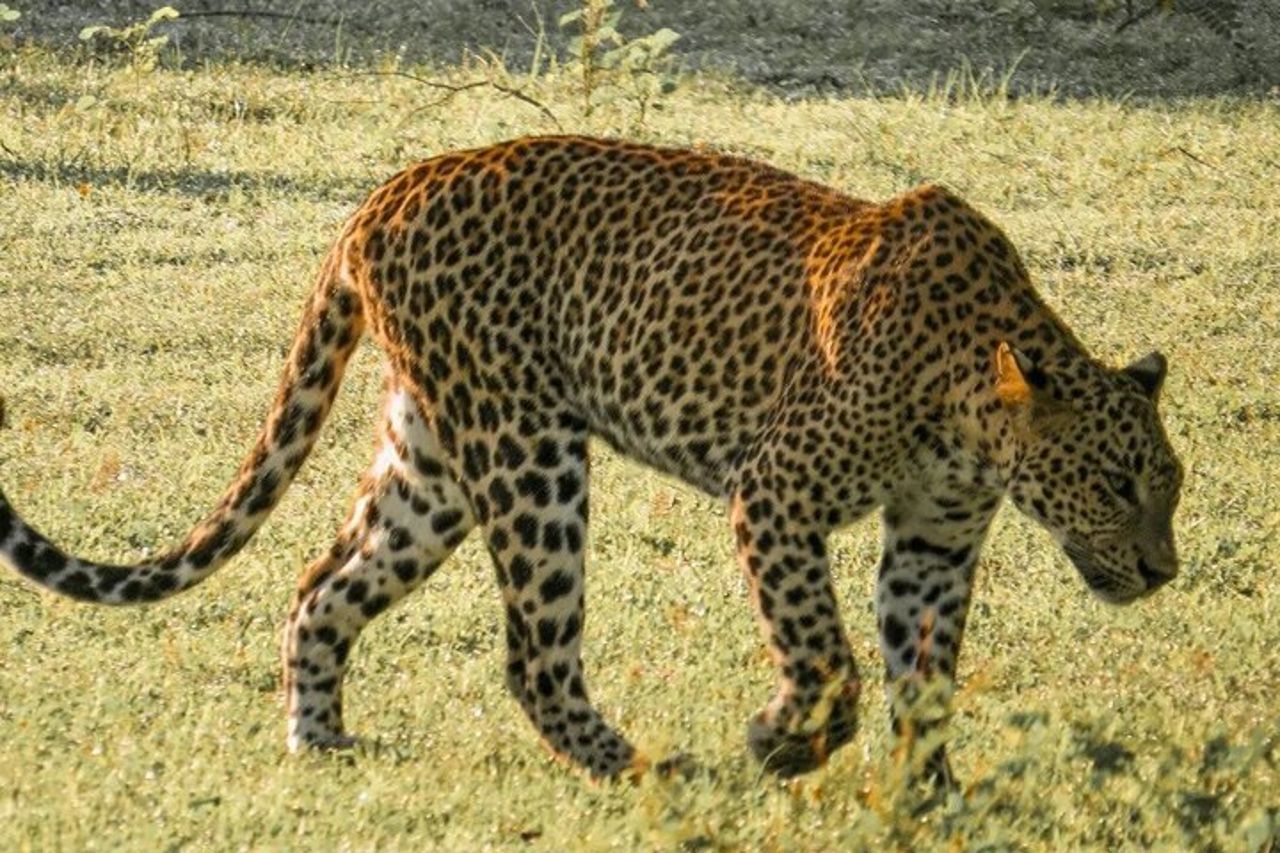 Safari privato al Parco nazionale di Yala — 7