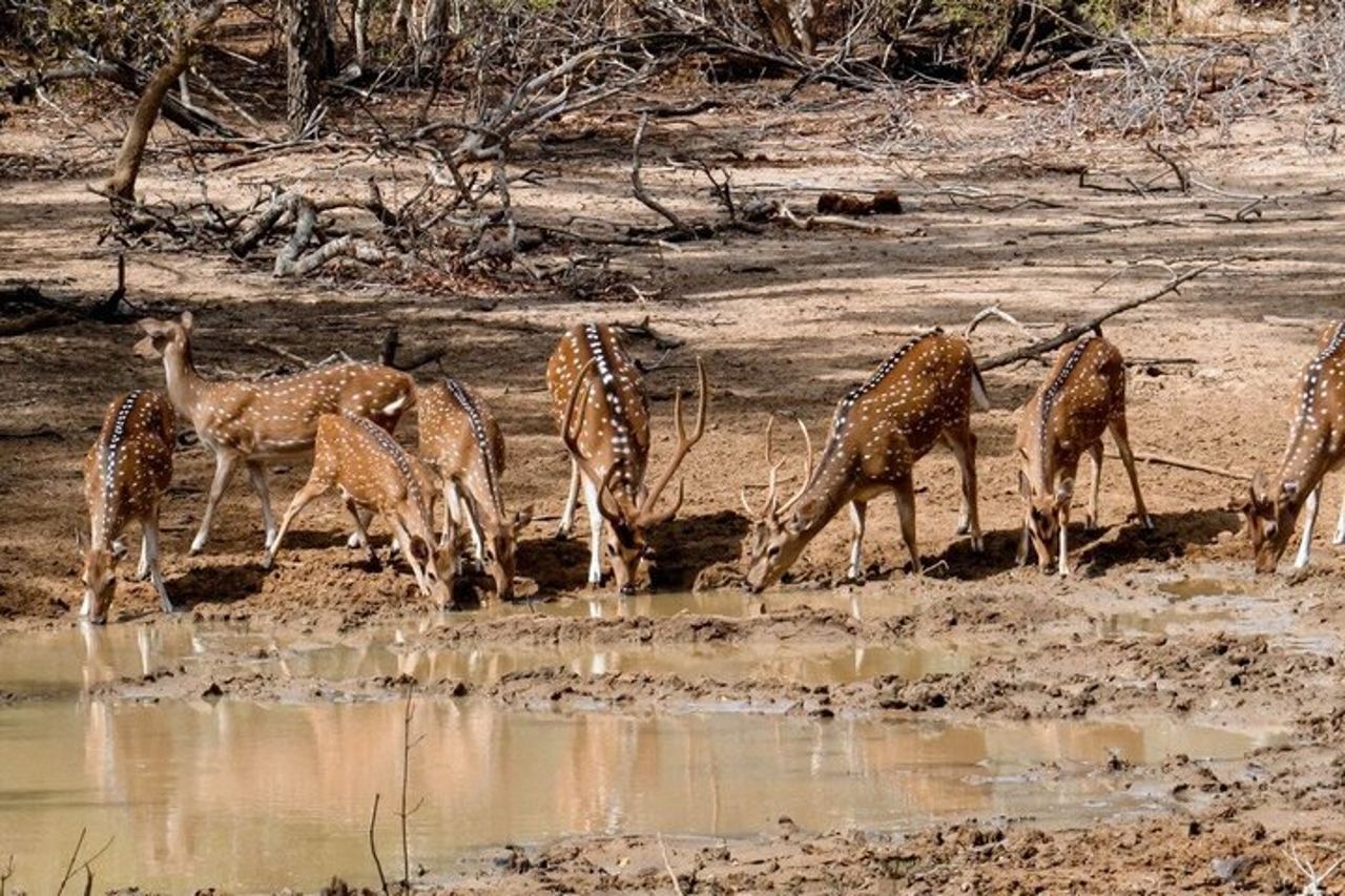 Safari privato al Parco nazionale di Yala — 6