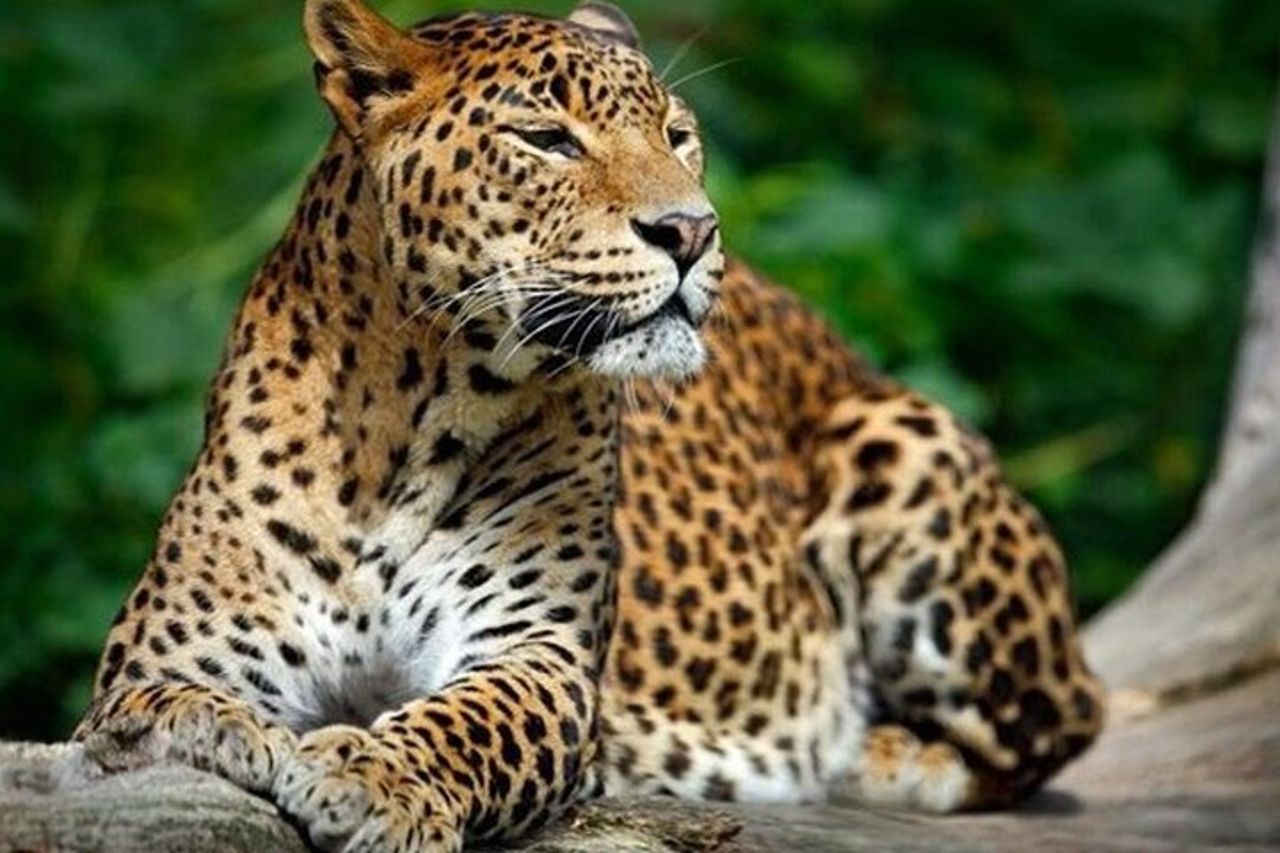 Safari privato al Parco nazionale di Yala — 3