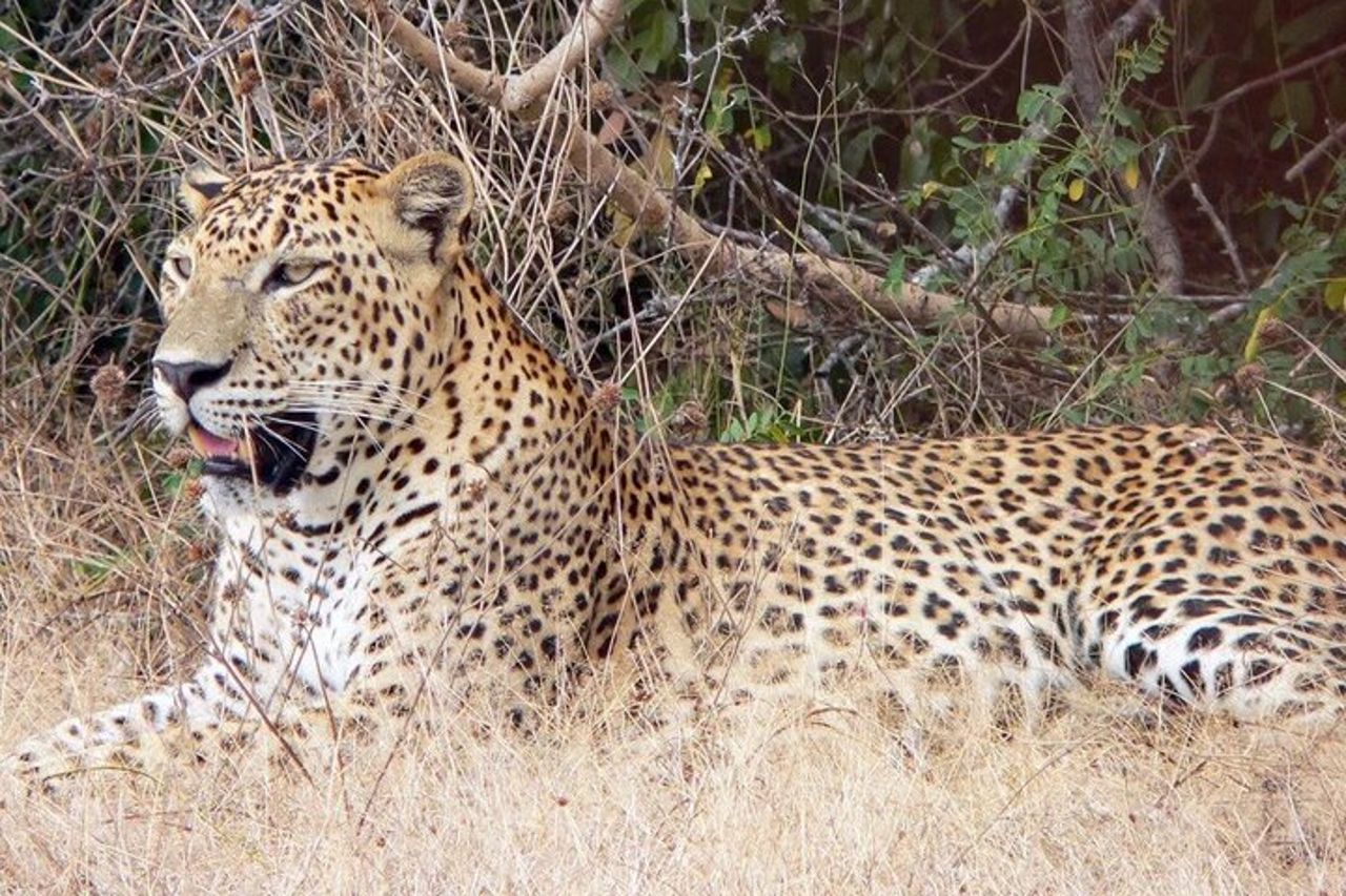 Safari privato al Parco nazionale di Yala — 2
