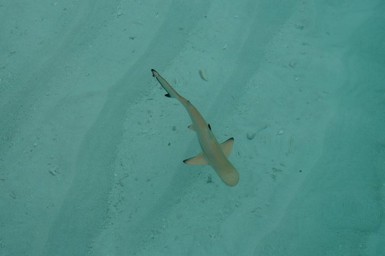 Maafushi Nurse Shark Snorkeling Tour — 6