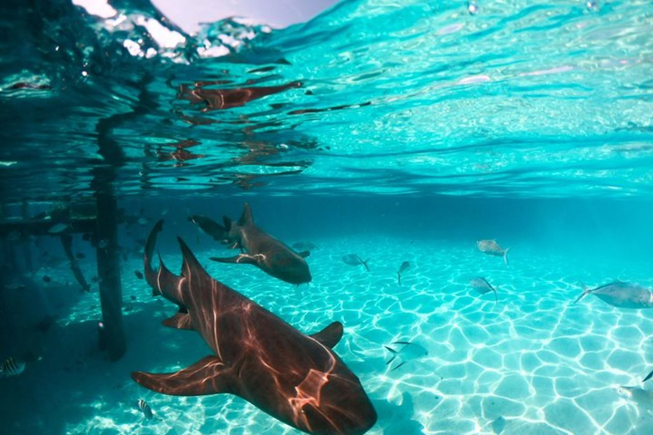 Maafushi Nurse Shark Snorkeling Tour — 9