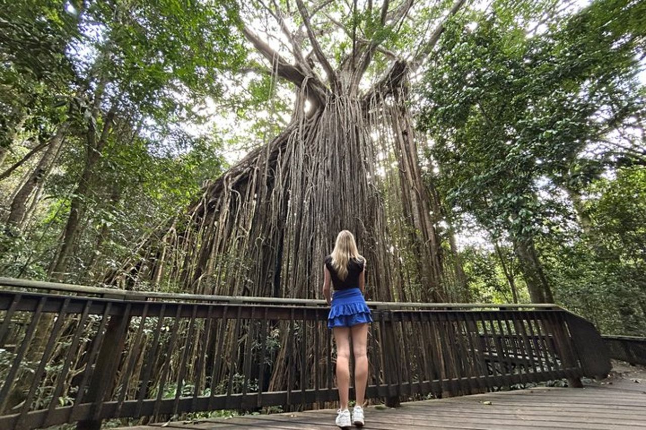 Tour di un giorno al Parco Paronella, al Lago Barrine e alle cascate Millaa Millaa — 5