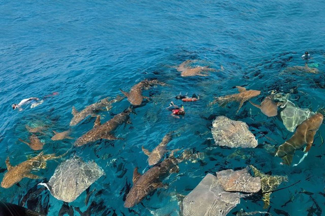 Maldive : Snorkeling con squali nutrice, barriera corallina, tour dei banchi di sabbia — 2