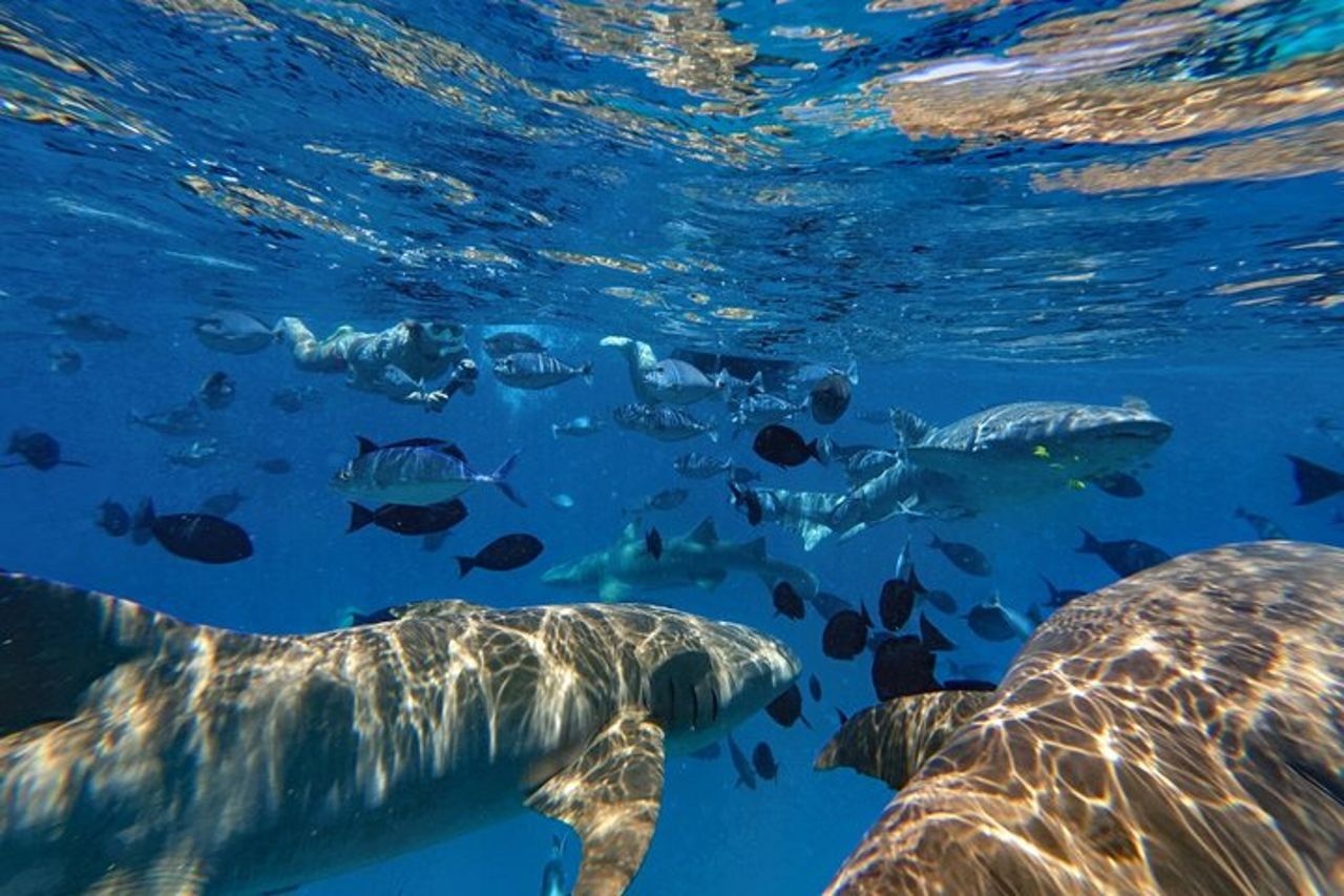 Maldive : Snorkeling con squali nutrice, barriera corallina, tour dei banchi di sabbia — 3