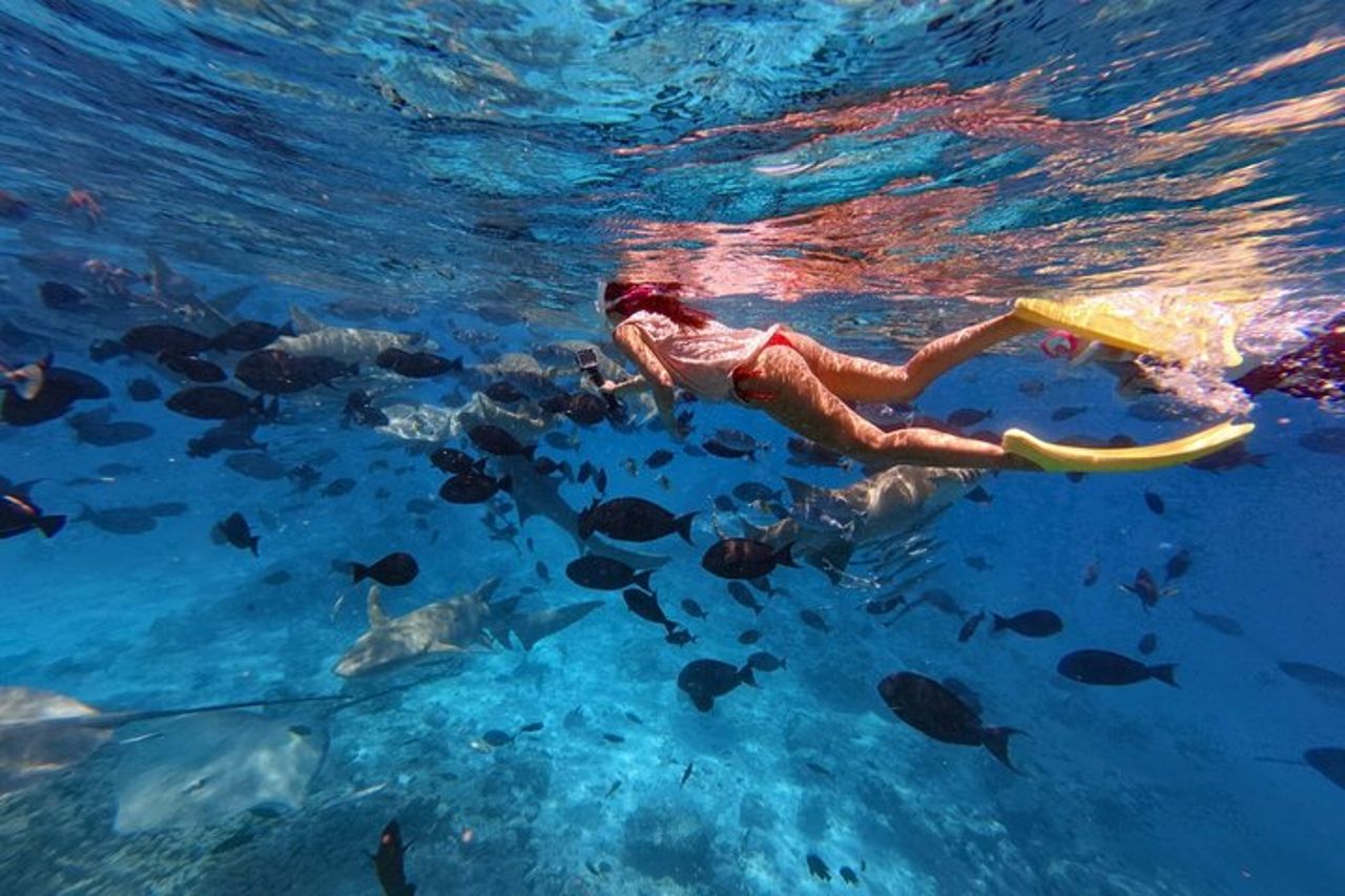 Maldive : Snorkeling con squali nutrice, barriera corallina, tour dei banchi di sabbia — 4