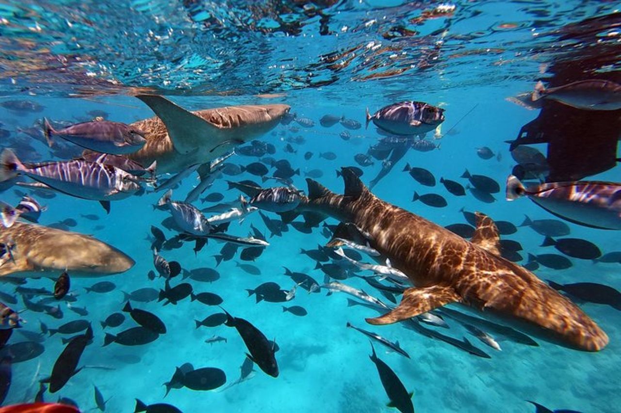 Maldive : Snorkeling con squali nutrice, barriera corallina, tour dei banchi di sabbia — 7