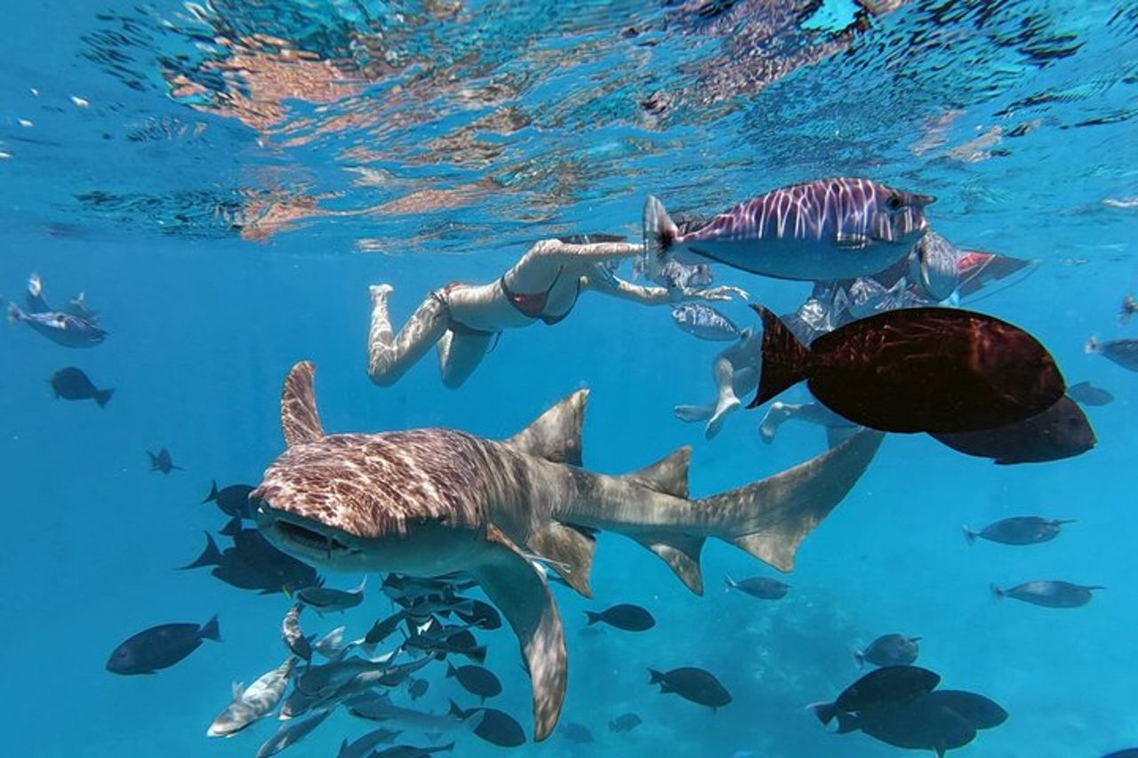 Maldive : Snorkeling con squali nutrice, barriera corallina, tour dei banchi di sabbia — 6