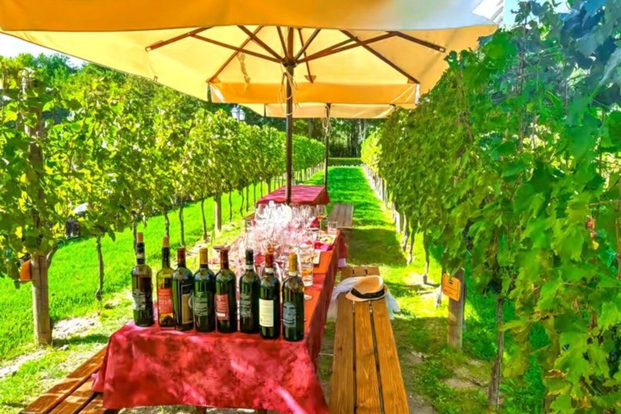 San Gimignano Wine Tasting & cena toscana in una cantina locale