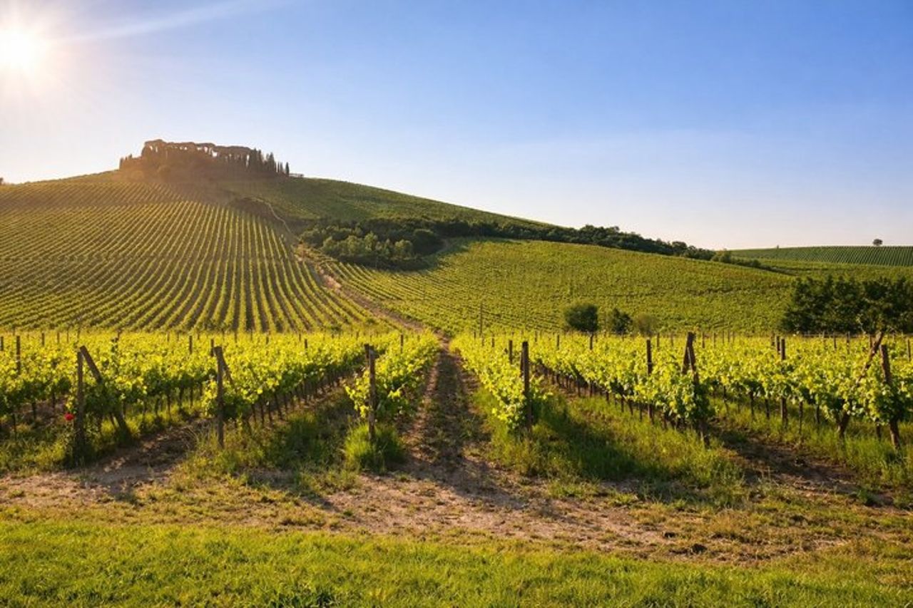 San Gimignano Wine Tasting & cena toscana in una cantina locale — 6