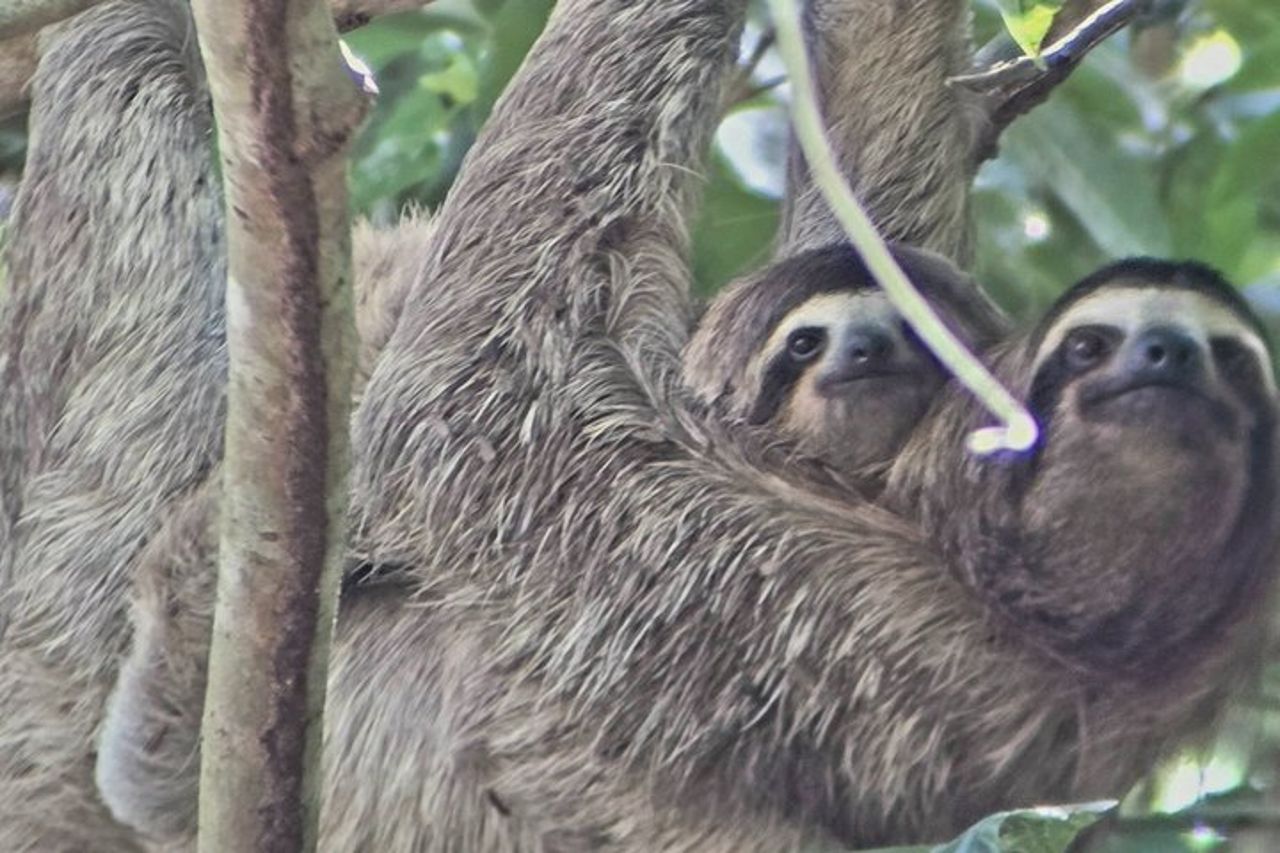 Tour a piedi di Ancon Hill: bradipi, fauna selvatica e viste sulla città di Panama