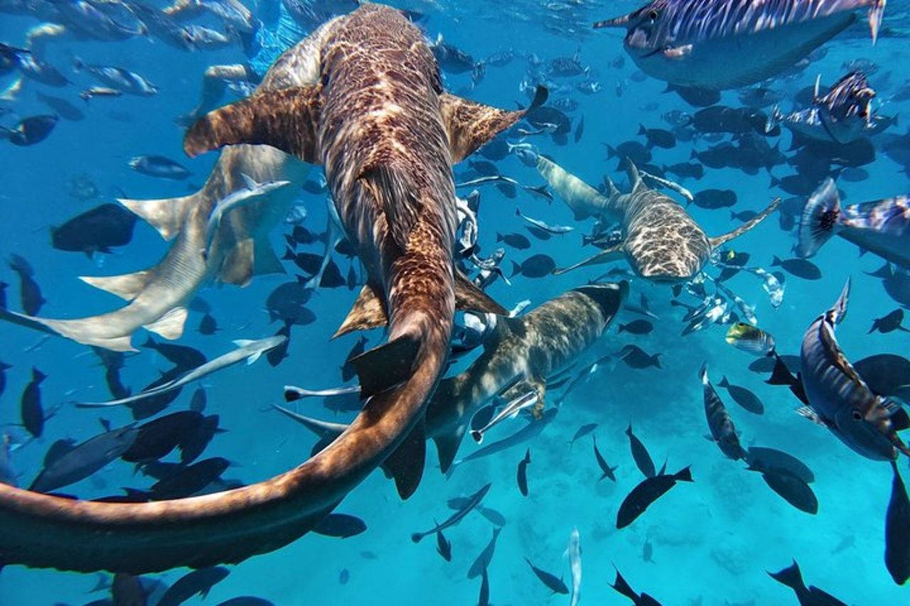 Maldive : Snorkeling con squali nutrice, barriera corallina, tour dei banchi di sabbia — 9