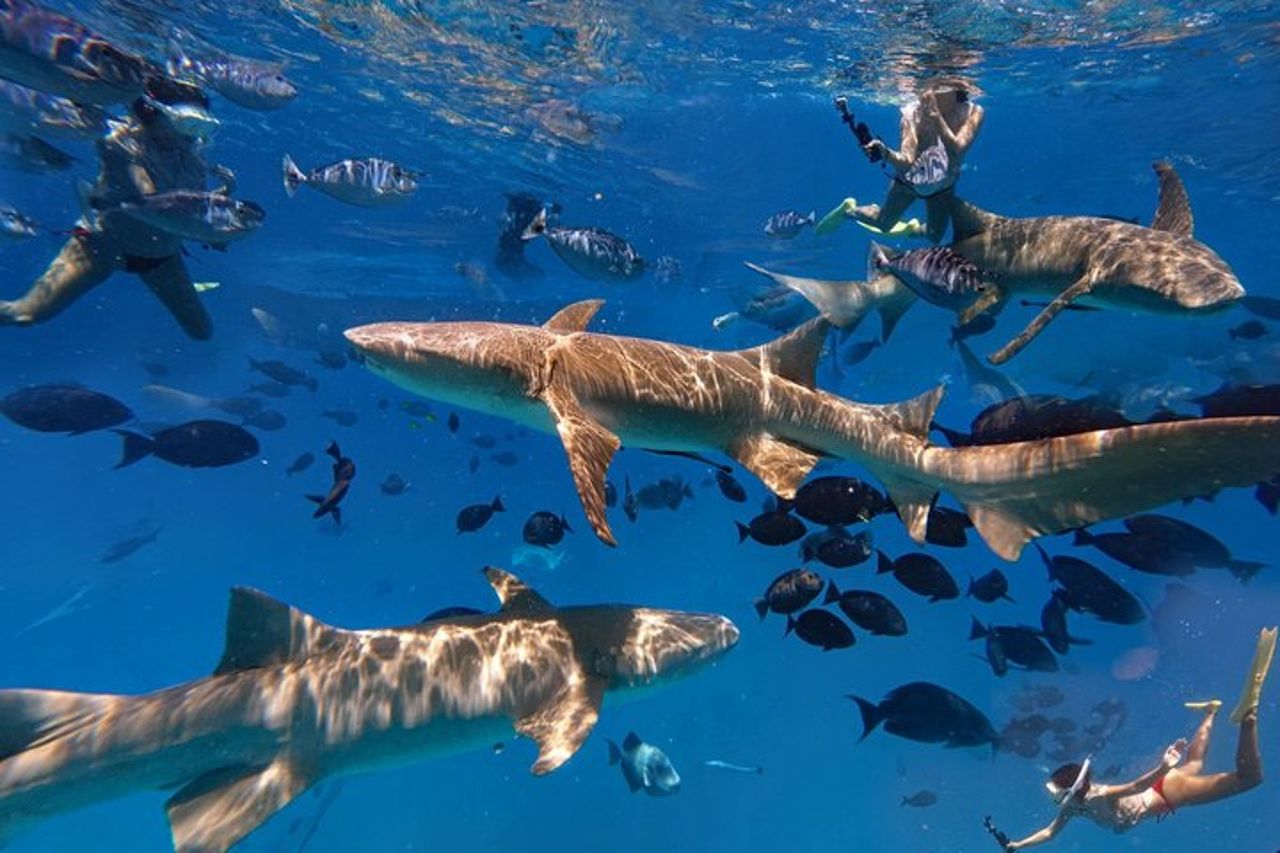 Maldive : Snorkeling con squali nutrice, barriera corallina, tour dei banchi di sabbia — 8