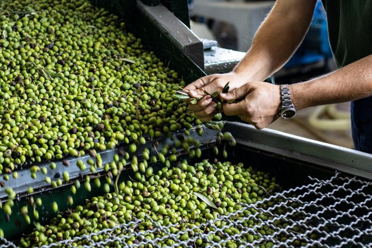 Degustazione di Olio a Sorrento — 5
