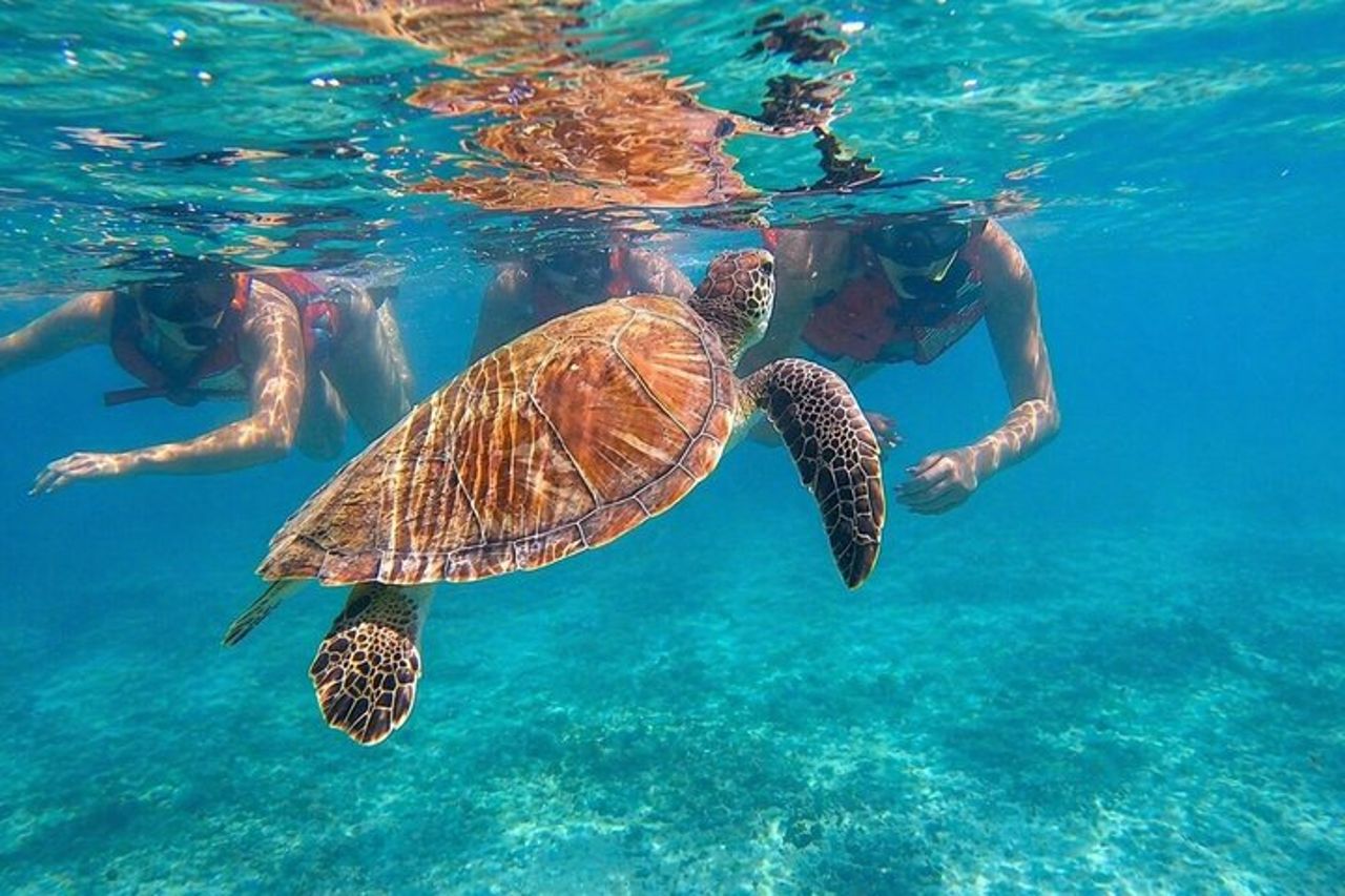 San Juan : Snorkeling con tartarughe e video gratuiti