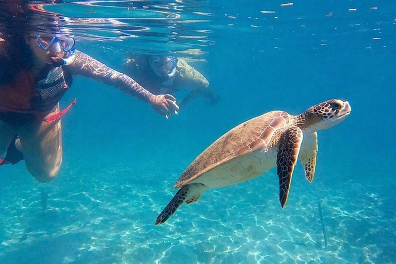 San Juan : Snorkeling con tartarughe e video gratuiti — 3