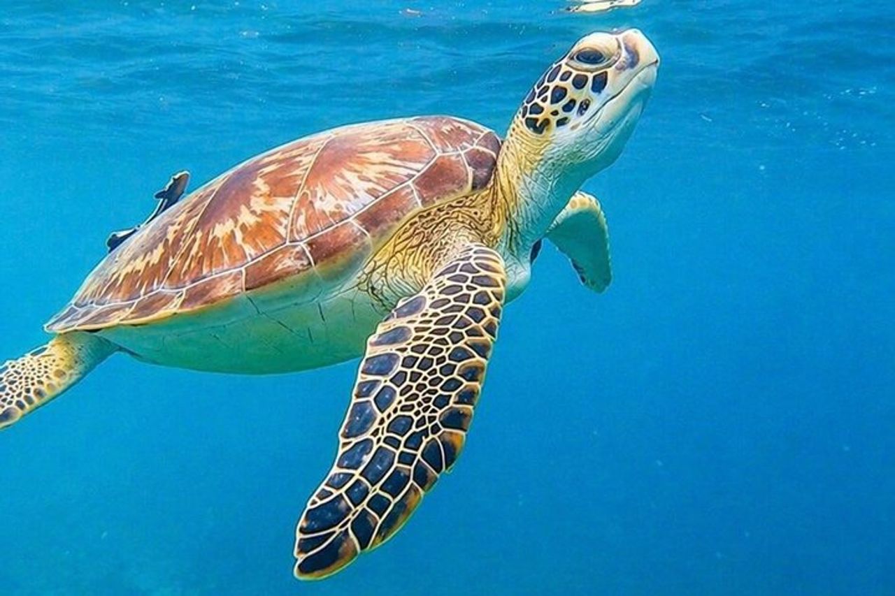 San Juan : Snorkeling con tartarughe e video gratuiti — 7