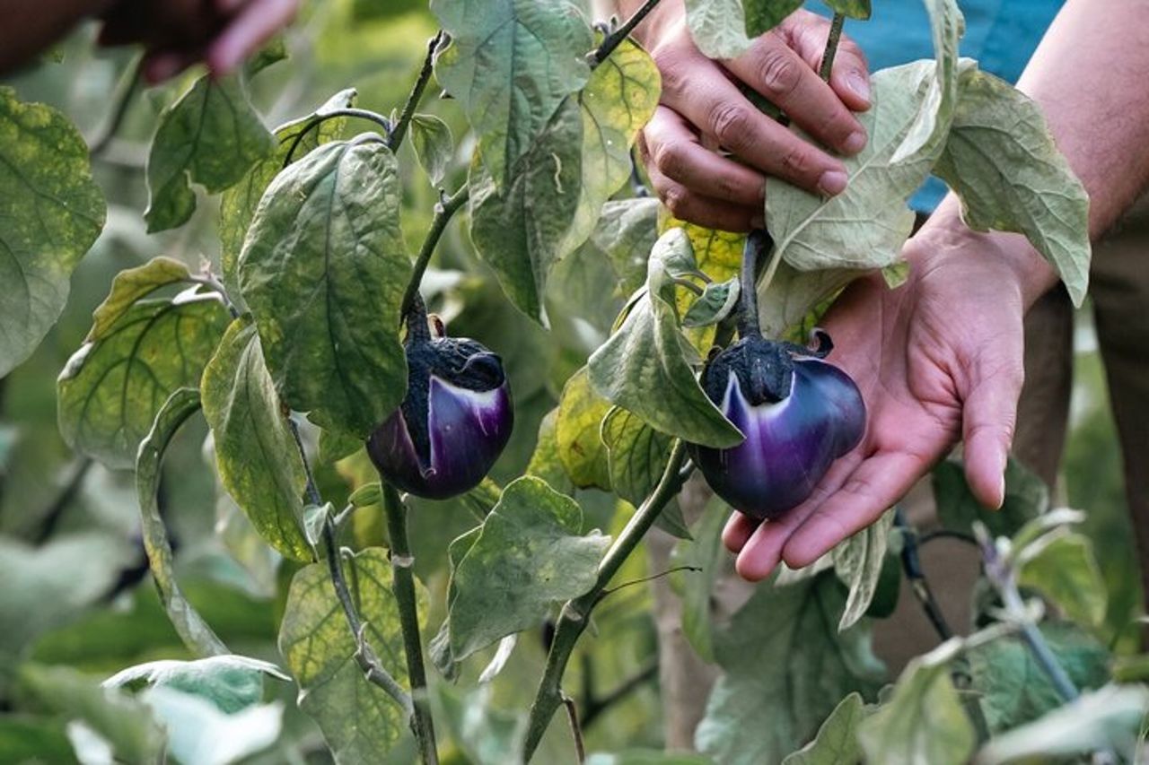 Corso di cucina rurale a Capo Vaticano