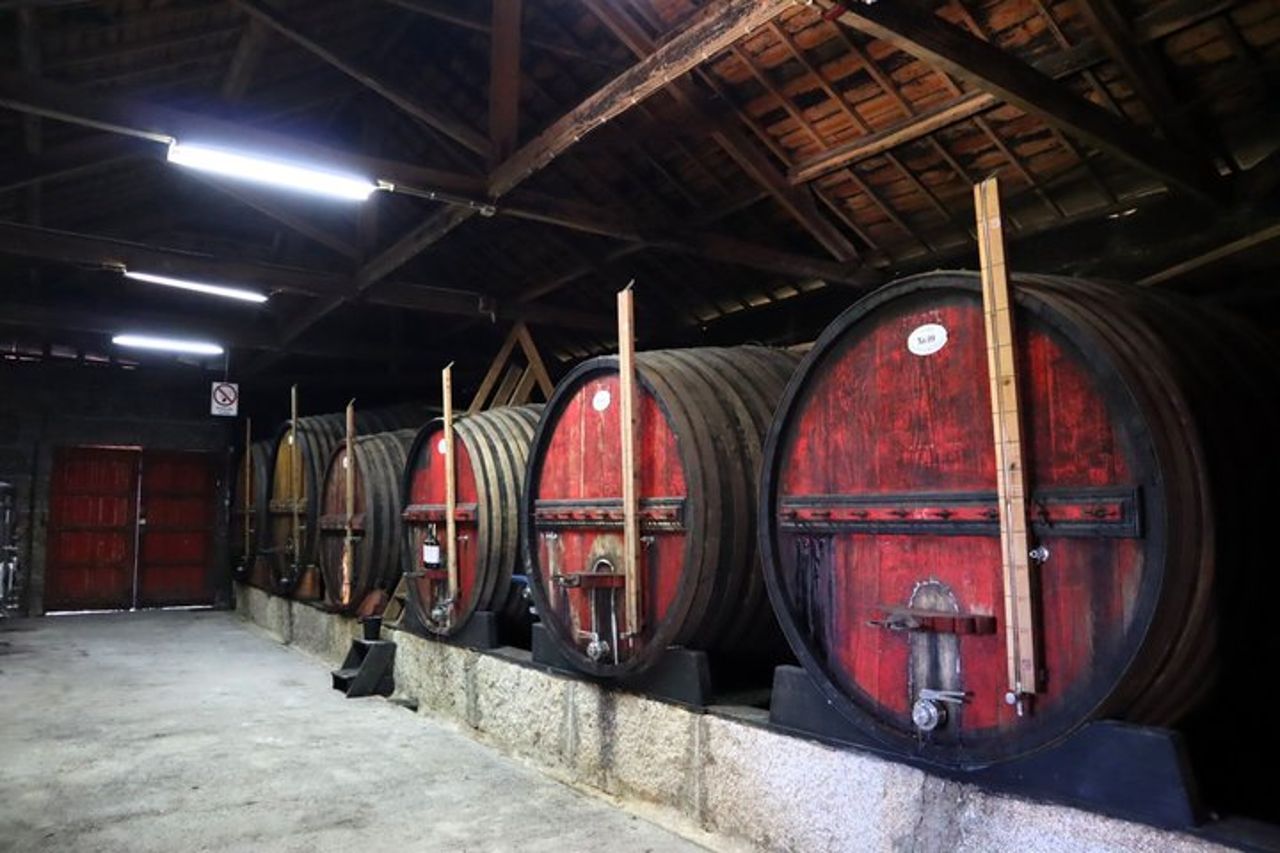 Tour di un giorno della Valle del Douro con crociera sul fiume, visita della cantina e pranzo — 7