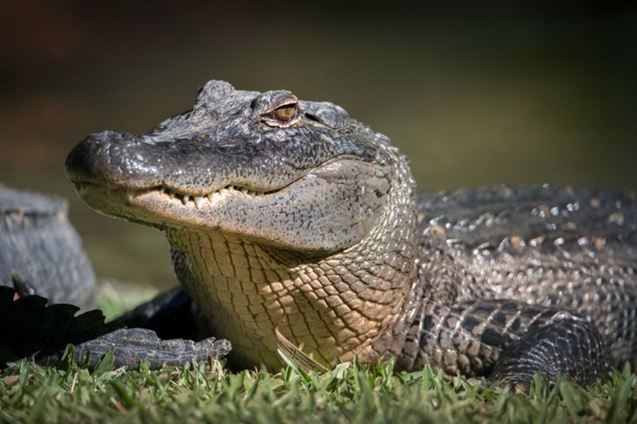 Gita di un giorno allo zoo australiano da Brisbane — 3