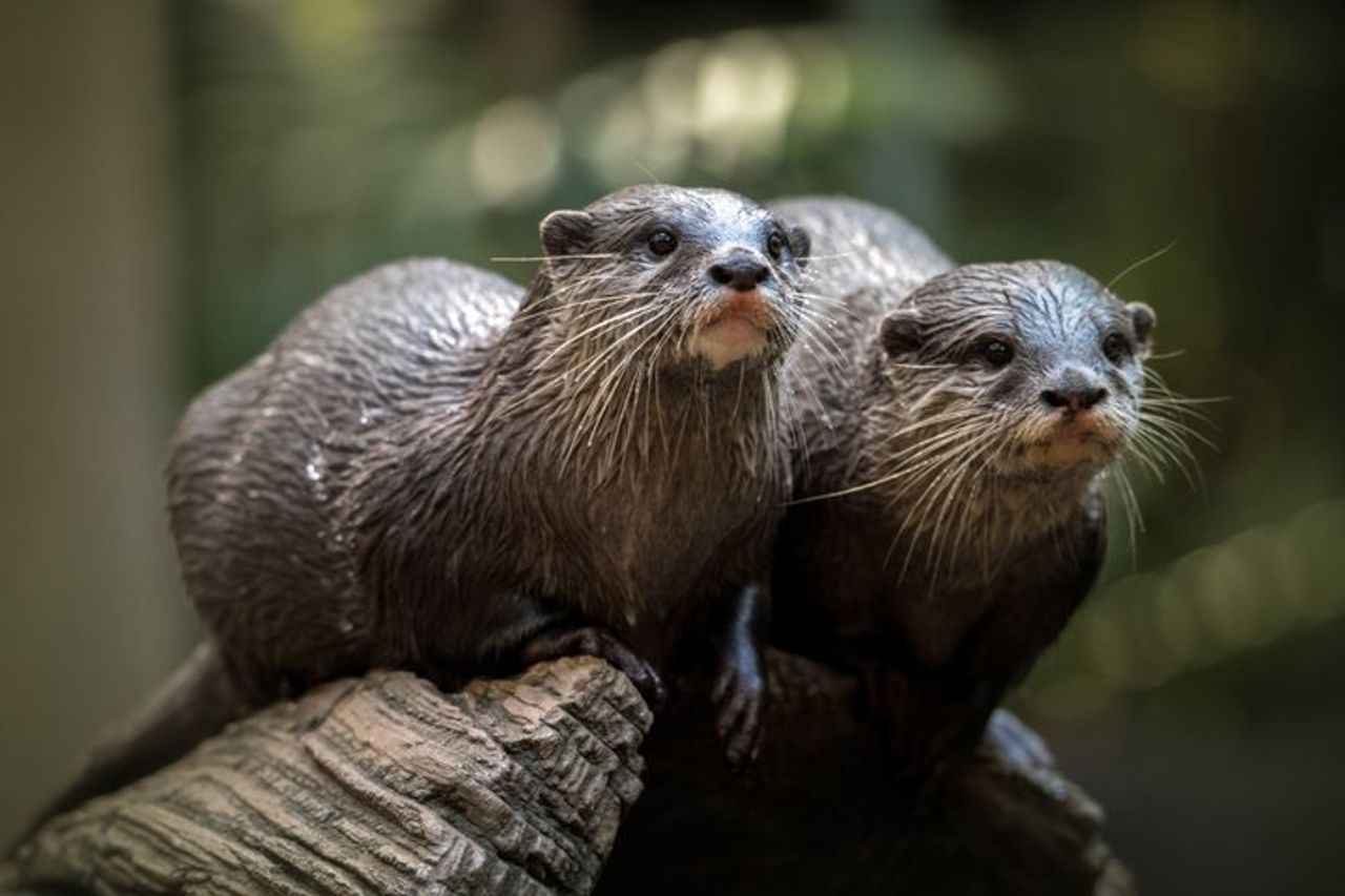 Gita di un giorno allo zoo australiano da Brisbane — 9