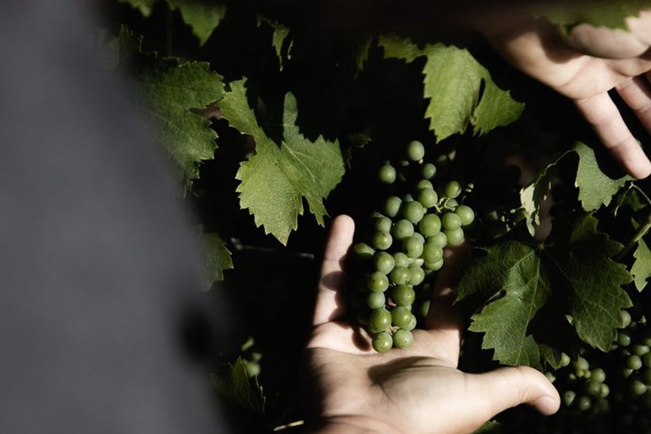 Orvieto Kids Vineyard Avventura in una cantina familiare — 9