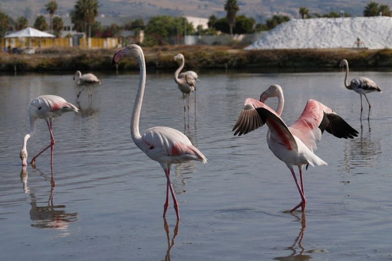 Birdwatching alle Saline Maria Stella di Trapani